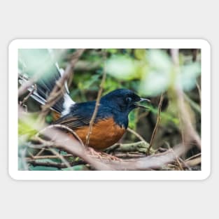 White-rumped shama Sticker